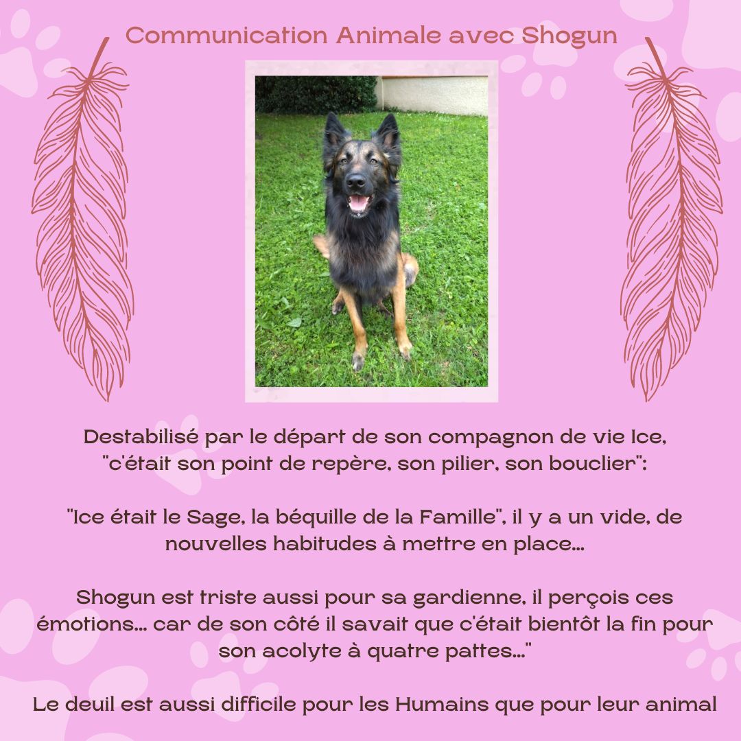 COMMUNICATION ANIMALE AVEC SHOGUN