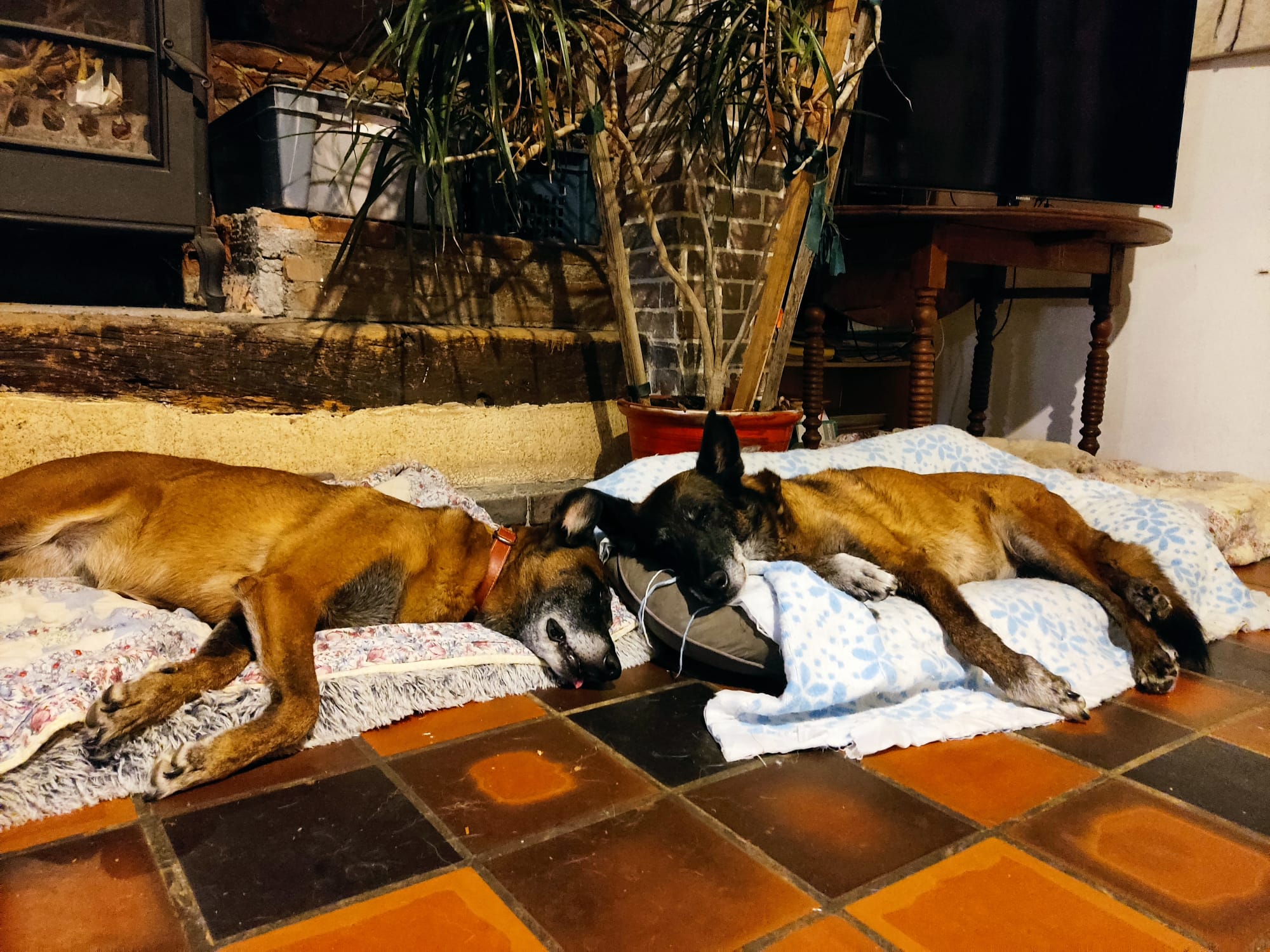 LIKA & GWASH FONT UN GROS DODO