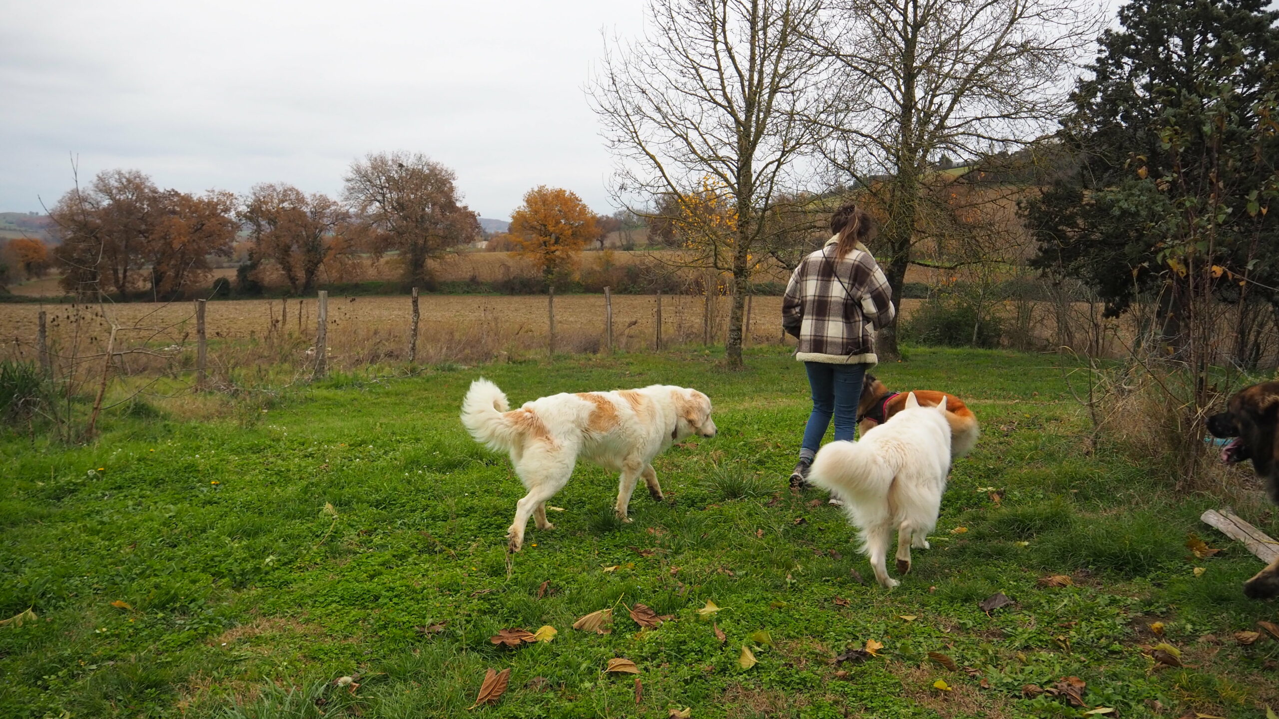 Éducation canine & balades collectives