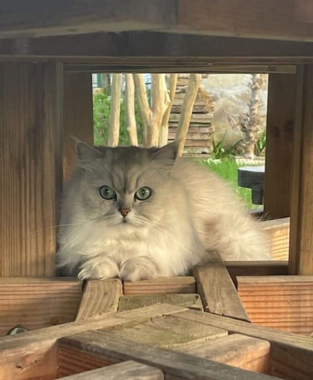 Chat en pension féline à Lavaur