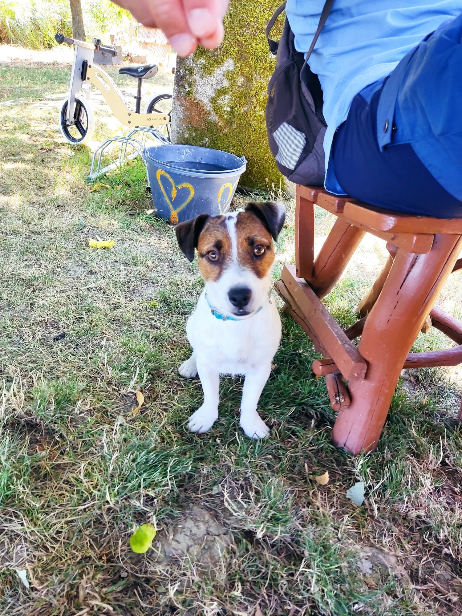 PHOTO JACK RUSSEL SPARKY