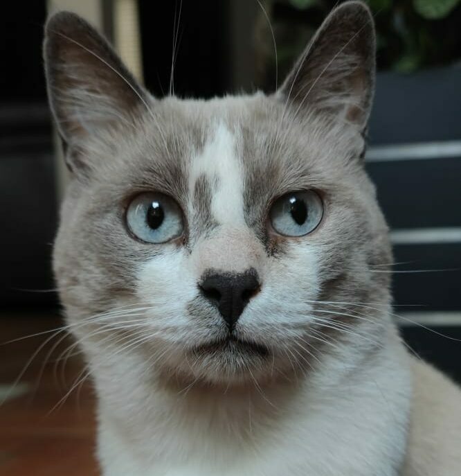 Espace calme pour chats en pension