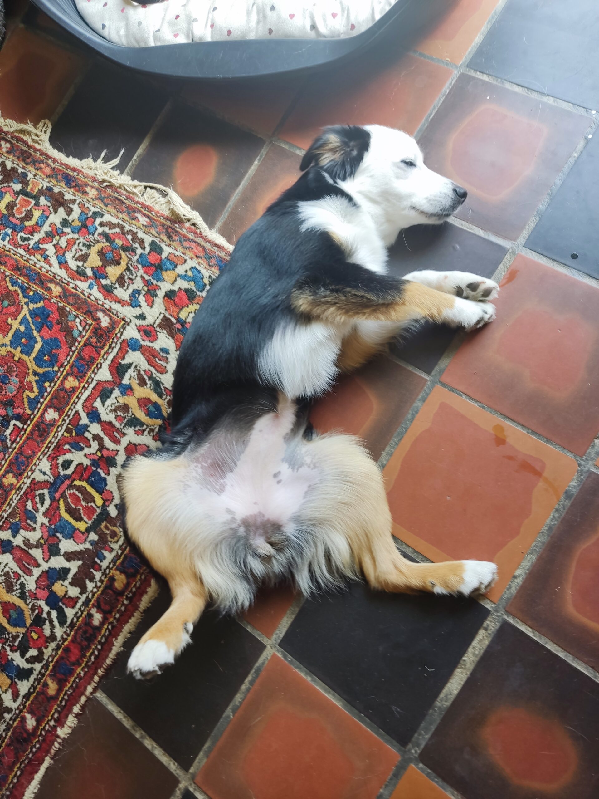 TENDERS BERGER AMERICAIN