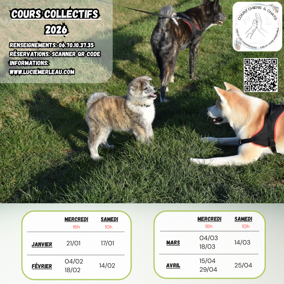 COURS COLLECTIFS 2026